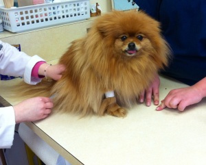 Willow sporting her very fluffy winter coat poses for pictures while be vaccinated