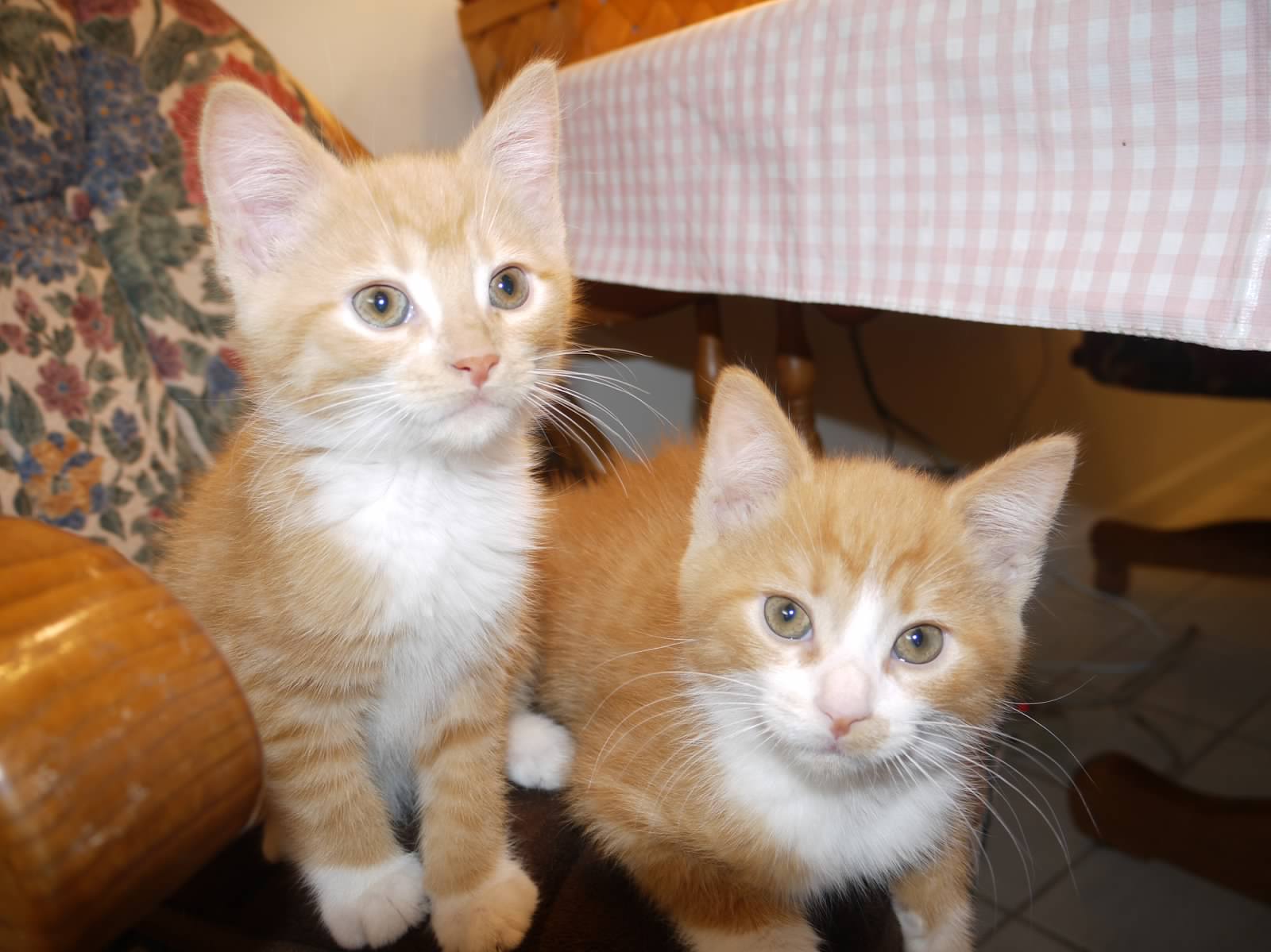 Got Kittens? Socializing Your New Kitten | Stow Kent Animal Hospital &  Portage Animal Clinic
